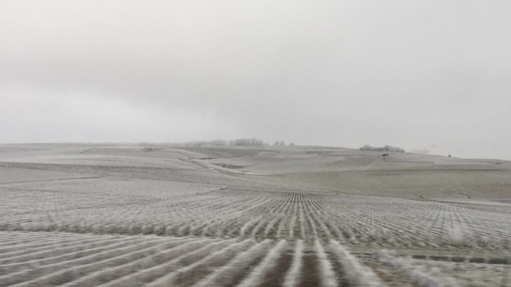 Winter vineyards in Champagne under a grey sky