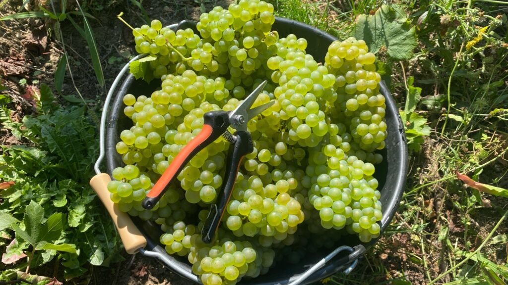 Freshly harvested Champagne grapes in a bucket with pruning shears