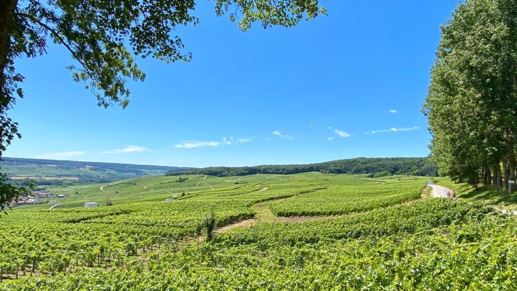 Vineyards in Hautvillers, Champagne under a clear blue sky